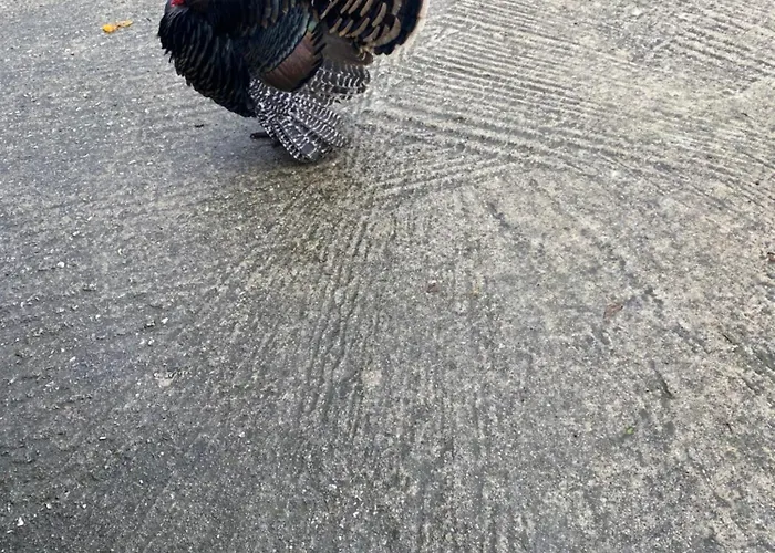 بيت ضيافة Dini 3*