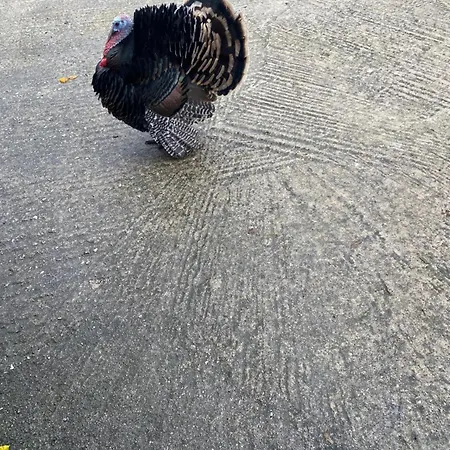 게스트하우스 Dini 3*